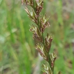 Lolium sp. (Ryegrass) at Lyneham, ACT - 14 Aug 2020 by tpreston