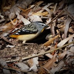 Pardalotus punctatus (Spotted Pardalote) at Acton, ACT - 12 Aug 2020 by DonTaylor