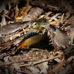 Pardalotus punctatus at Acton, ACT - 13 Aug 2020