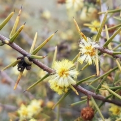 Acacia genistifolia (Early Wattle) at Crace Grasslands - 14 Aug 2020 by trevorpreston