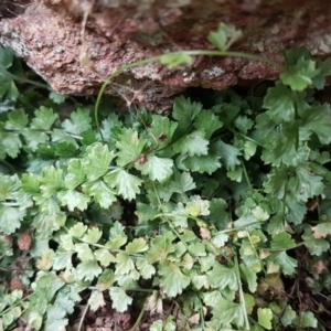 Asplenium flabellifolium at Lyneham, ACT - 14 Aug 2020