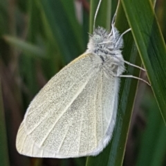 Pieris rapae (Cabbage White) at Umbagong District Park - 14 Aug 2020 by tpreston