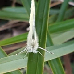 Pieris rapae at Latham, ACT - 14 Aug 2020