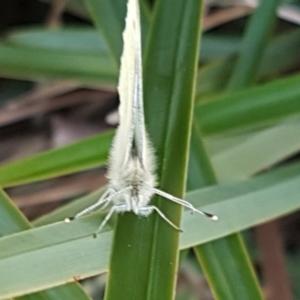 Pieris rapae at Latham, ACT - 14 Aug 2020