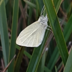 Pieris rapae at Latham, ACT - 14 Aug 2020