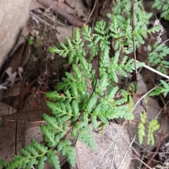 Cheilanthes austrotenuifolia (Rock Fern) at Latham, ACT - 14 Aug 2020 by tpreston