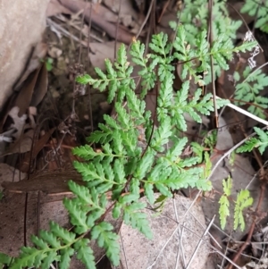 Cheilanthes austrotenuifolia at Latham, ACT - 14 Aug 2020