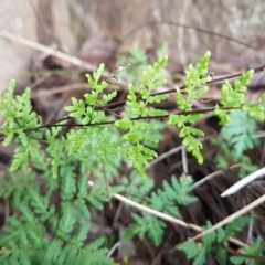 Cheilanthes austrotenuifolia at Latham, ACT - 14 Aug 2020