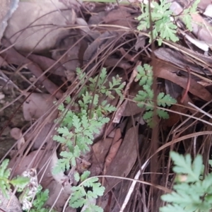 Cheilanthes austrotenuifolia at Latham, ACT - 14 Aug 2020