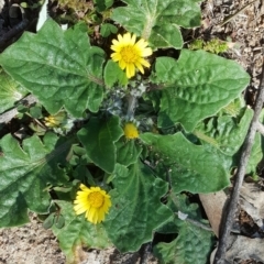 Cymbonotus sp. (preissianus or lawsonianus) (Bears Ears) at Isaacs Ridge and Nearby - 12 Aug 2020 by Mike