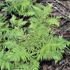 Blechnum cartilagineum (Gristle Fern) at Bamarang, NSW - 12 Aug 2020 by plants