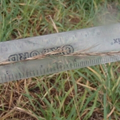 Aristida ramosa (Purple Wire Grass) at Melba, ACT - 14 Aug 2020 by rbtjwht