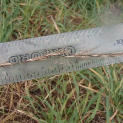 Aristida ramosa (Purple Wire Grass) at Melba, ACT - 14 Aug 2020 by rbtjwht