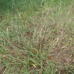 Aristida ramosa at Melba, ACT - 14 Aug 2020