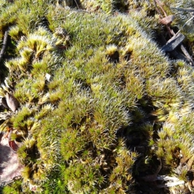 Campylopus (A moss) at Aranda, ACT - 11 May 2020 by JanetRussell