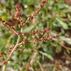 Rumex acetosella at Melba, ACT - 3 Aug 2020 11:30 AM