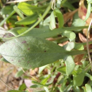 Rumex acetosella at Melba, ACT - 3 Aug 2020 11:30 AM