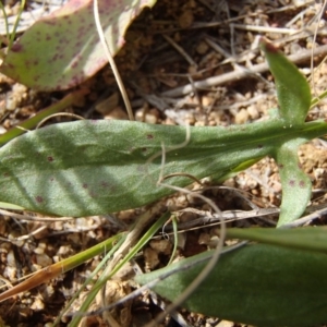 Rumex acetosella at Melba, ACT - 3 Aug 2020 11:30 AM