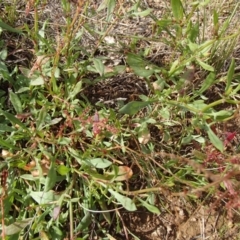 Rumex acetosella at Melba, ACT - 3 Aug 2020 11:30 AM