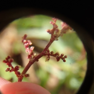 Rumex acetosella at Melba, ACT - 3 Aug 2020 11:30 AM