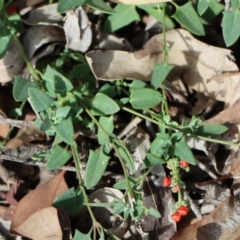 Einadia nutans subsp. nutans (Climbing Saltbush) at Gundaroo, NSW - 18 May 2020 by Gunyijan