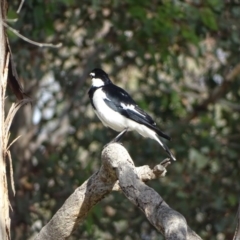 Grallina cyanoleuca (Magpie-lark) at Isaacs Ridge - 13 Aug 2020 by Mike