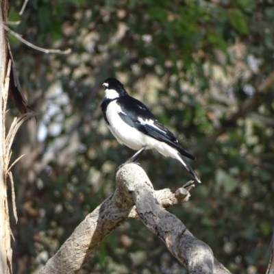 Grallina cyanoleuca (Magpie-lark) at Isaacs Ridge - 13 Aug 2020 by Mike