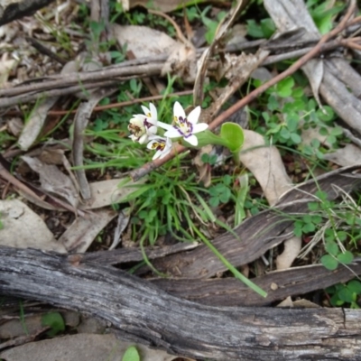 Wurmbea dioica subsp. dioica (Early Nancy) at O'Malley, ACT - 14 Aug 2020 by Mike