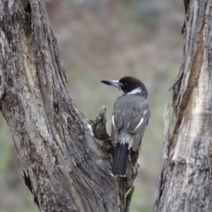 Cracticus torquatus at Garran, ACT - 14 Aug 2020 02:10 PM