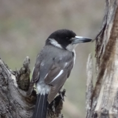 Cracticus torquatus at Garran, ACT - 14 Aug 2020 02:10 PM