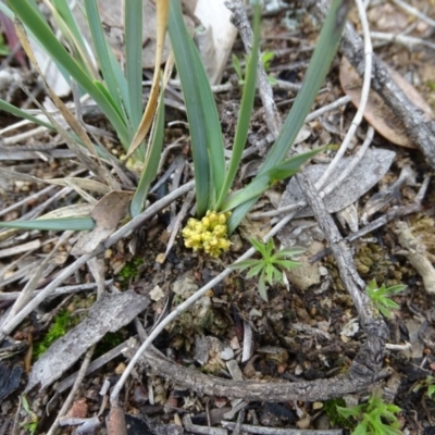 Lomandra bracteata (Small Matrush) at Red Hill, ACT - 14 Aug 2020 by Mike