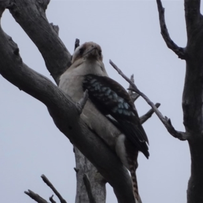 Dacelo novaeguineae (Laughing Kookaburra) at O'Malley, ACT - 14 Aug 2020 by Mike