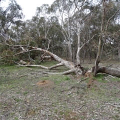 Eucalyptus bridgesiana (Apple Box) at O'Malley, ACT - 14 Aug 2020 by Mike