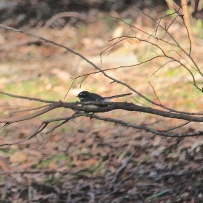 Rhipidura albiscapa (Grey Fantail) at Nelson, NSW - 1 Aug 2020 by RossMannell