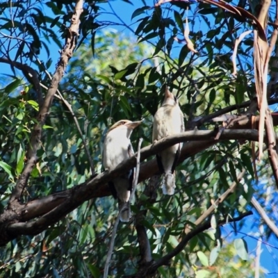 Dacelo novaeguineae (Laughing Kookaburra) at Nelson, NSW - 1 Aug 2020 by RossMannell