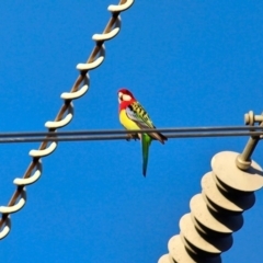 Platycercus eximius (Eastern Rosella) at Wolumla, NSW - 29 Jul 2020 by RossMannell