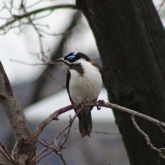 Entomyzon cyanotis (Blue-faced Honeyeater) at Hughes, ACT - 15 Aug 2020 by LisaH