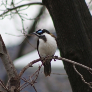 Entomyzon cyanotis at Hughes, ACT - 15 Aug 2020