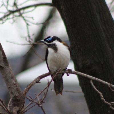 Entomyzon cyanotis (Blue-faced Honeyeater) at Hughes, ACT - 15 Aug 2020 by LisaH