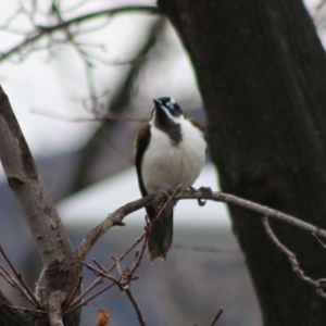 Entomyzon cyanotis at Hughes, ACT - 15 Aug 2020