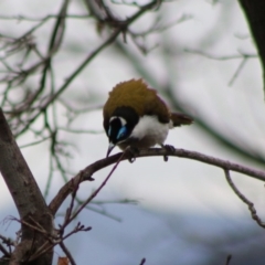 Entomyzon cyanotis at Hughes, ACT - 15 Aug 2020