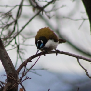 Entomyzon cyanotis at Hughes, ACT - 15 Aug 2020