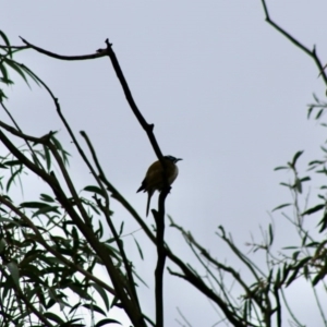 Entomyzon cyanotis at Hughes, ACT - 15 Aug 2020