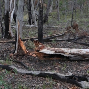 Eucalyptus rossii at O'Connor, ACT - 14 Aug 2020