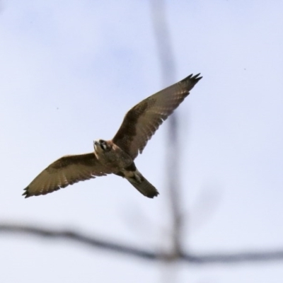 Falco berigora (Brown Falcon) at Wee Jasper, NSW - 13 Aug 2020 by Alison Milton