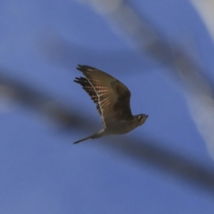 Falco berigora at Wee Jasper, NSW - 13 Aug 2020