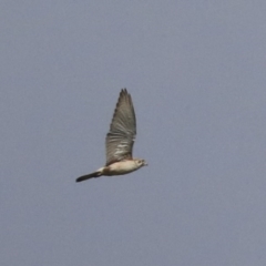 Falco berigora at Wee Jasper, NSW - 13 Aug 2020 10:21 AM