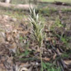 Enneapogon nigricans (Nine-awn Grass, Bottlewashers) at Conder, ACT - 18 Mar 2020 by michaelb