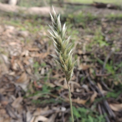 Enneapogon nigricans (Nine-awn Grass, Bottlewashers) at Tuggeranong Hill - 18 Mar 2020 by michaelb