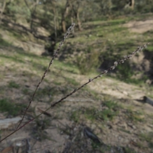 Digitaria brownii at Conder, ACT - 18 Mar 2020